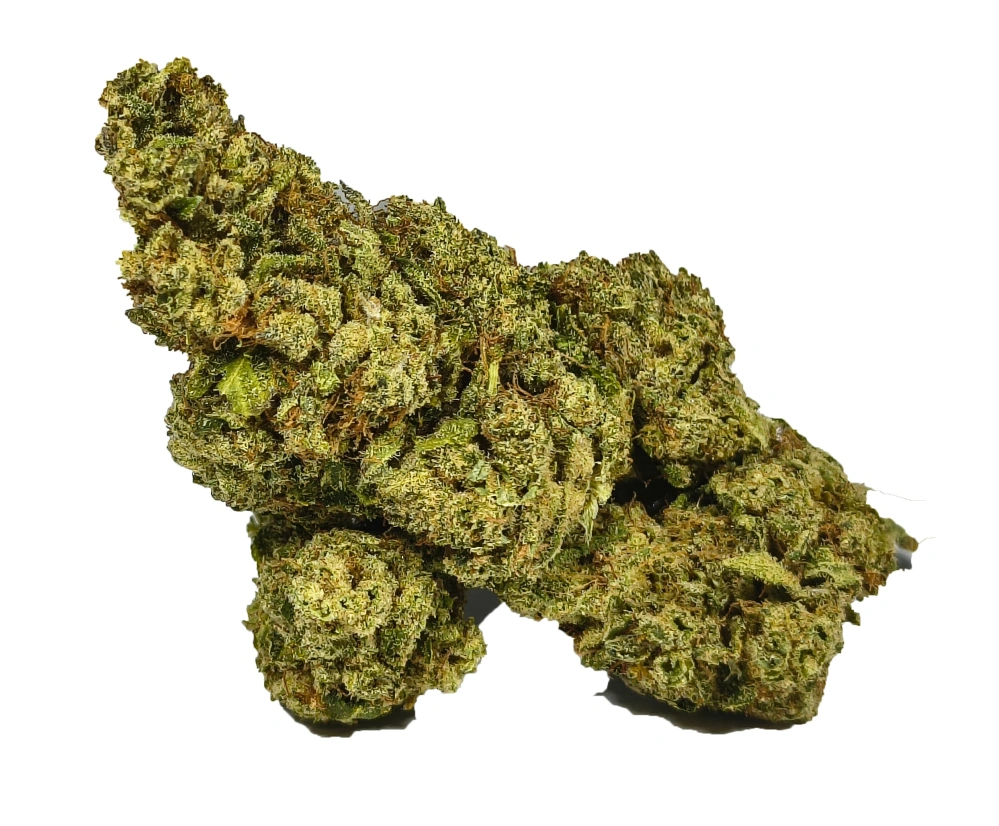 PLUTONIUM - (INDOOR) - Technické konopí - CANNABIS SATIVA L. INDUSTRIAL HEMP - k dalšímu zpracování - ČESKÁ PRODUKCE Z VYSOČINY