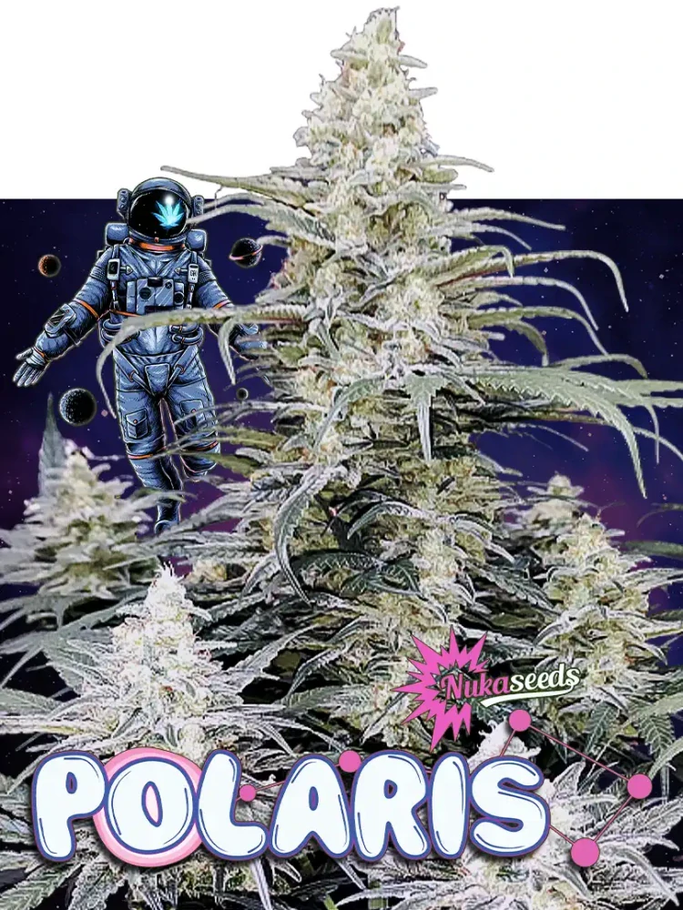 POLARIS - semínka - FEMINIZOVANÝ - 3ks