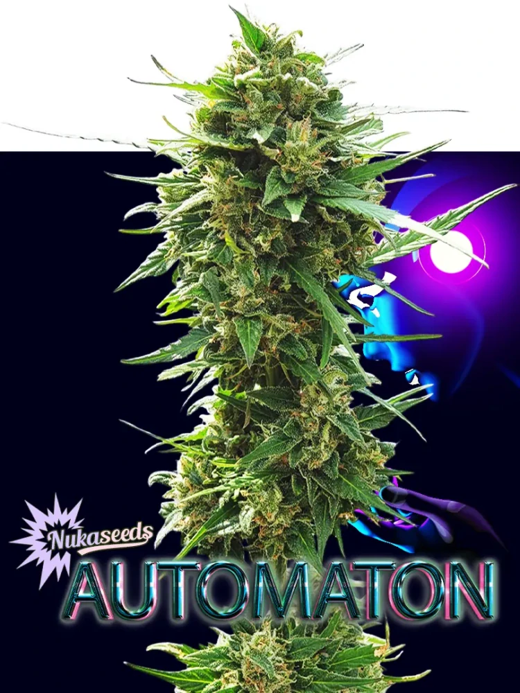 AUTOMATON - semínka - SAMOKVETOUCÍ - 3ks