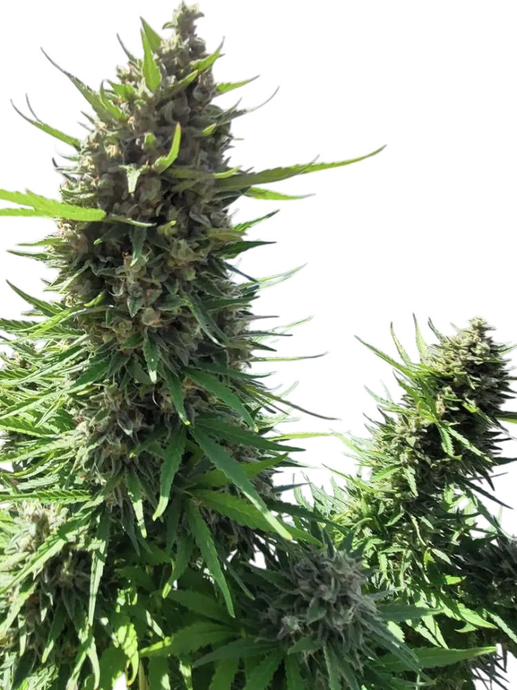 BANSHEE - semínka - SAMOKVETOUCÍ - 3ks