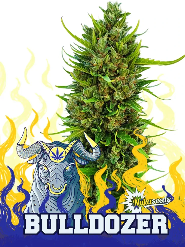 BULDOZER - semínka - SAMOKVETOUCÍ - 3ks