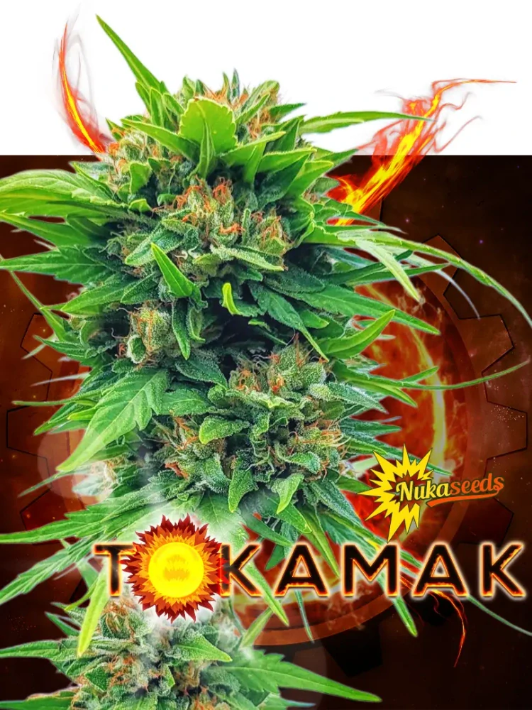 TOKAMAK - semínka - SAMOKVETOUCÍ - 3ks