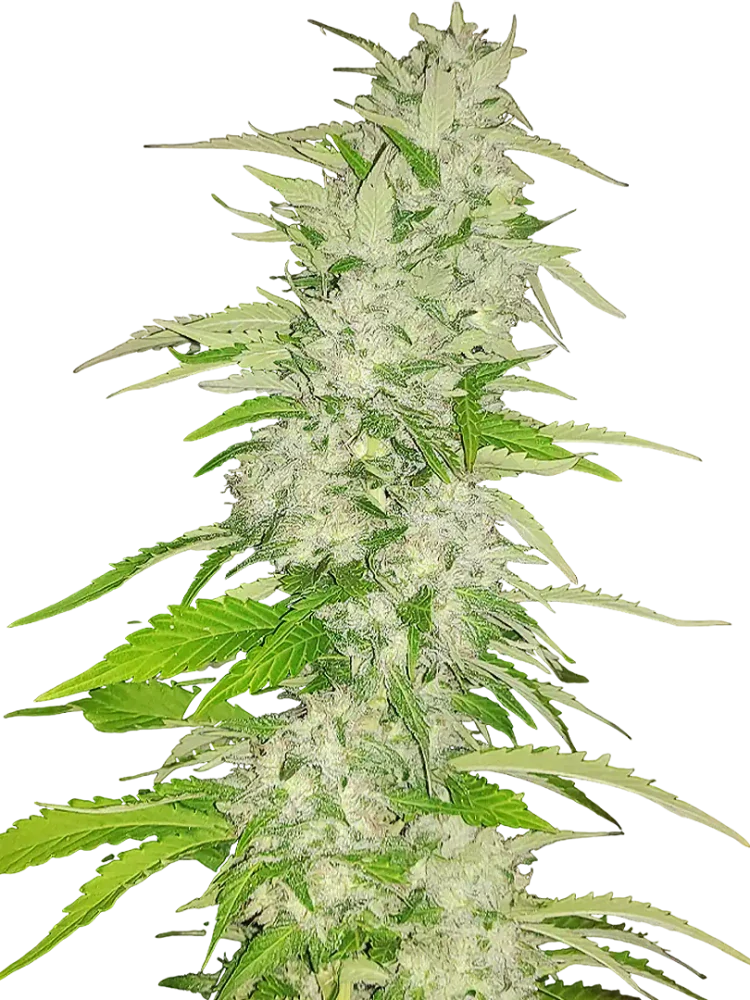 HOBO SURFER - semínka - FEMINIZOVANÝ - 3ks