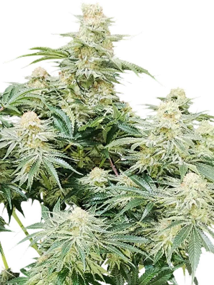 MEGATON - semínka - FEMINIZOVANÝ - 3ks