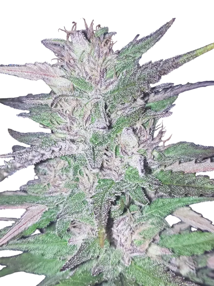 POLARIS - semínka - FEMINIZOVANÝ - 3ks