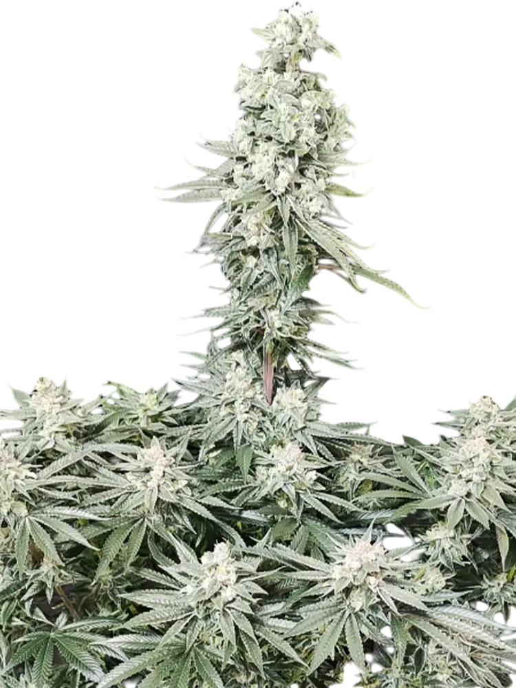 CLEOPATRA - semínka - FEMINIZOVANÝ CBD - 3ks