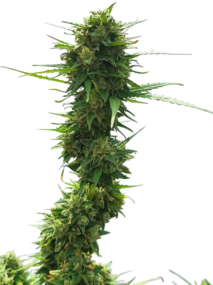 AUTOMATON - semínka - SAMOKVETOUCÍ - 3ks