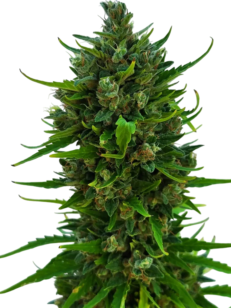 BULDOZER - semínka - SAMOKVETOUCÍ - 3ks