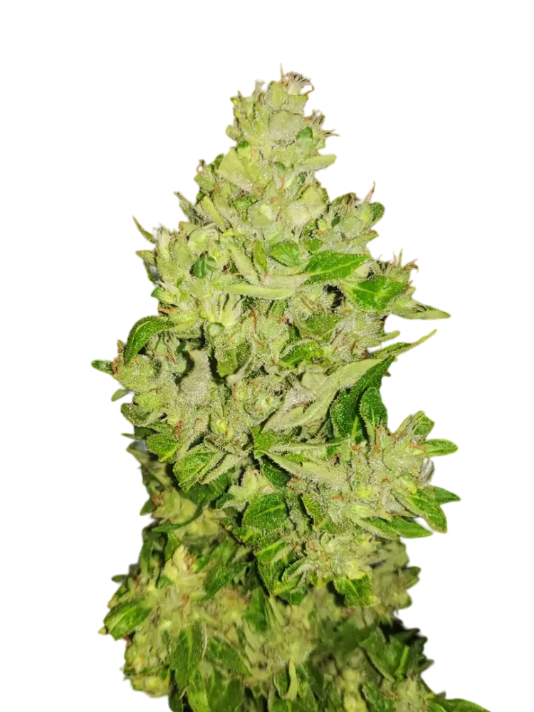 WEST COAST - semínka - FEMINIZOVANÝ CBD - 3ks