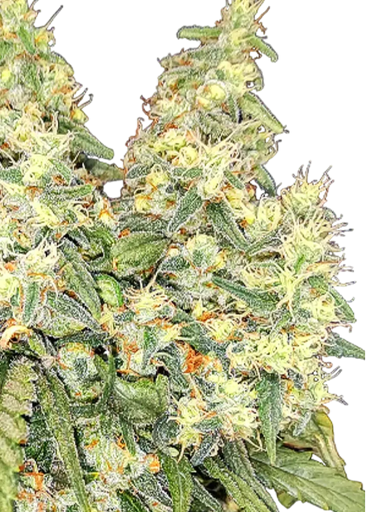 PARADOX - semínka - FEMINIZOVANÝ - 3ks