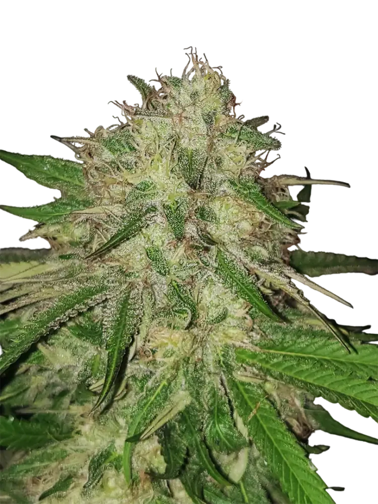 HAIRY FAIRY - semínka - FEMINIZOVANÝ - 3ks