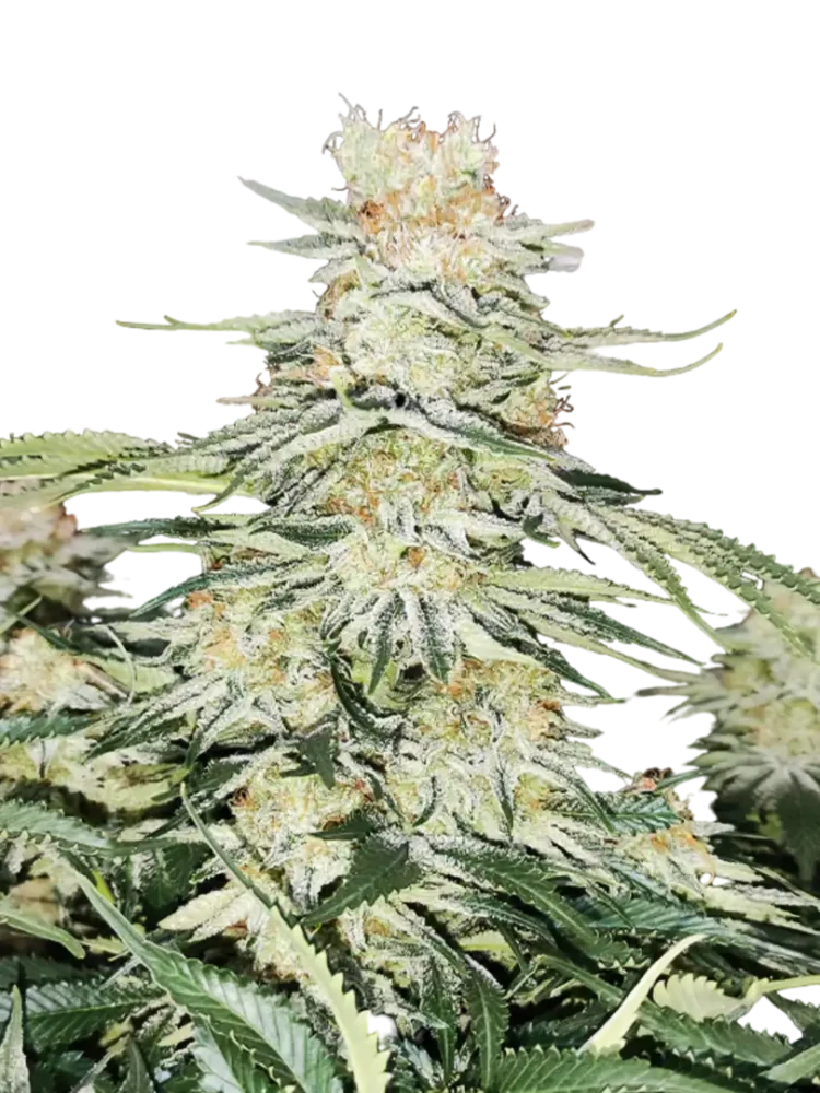 MEGATON - semínka - FEMINIZOVANÝ - 3ks