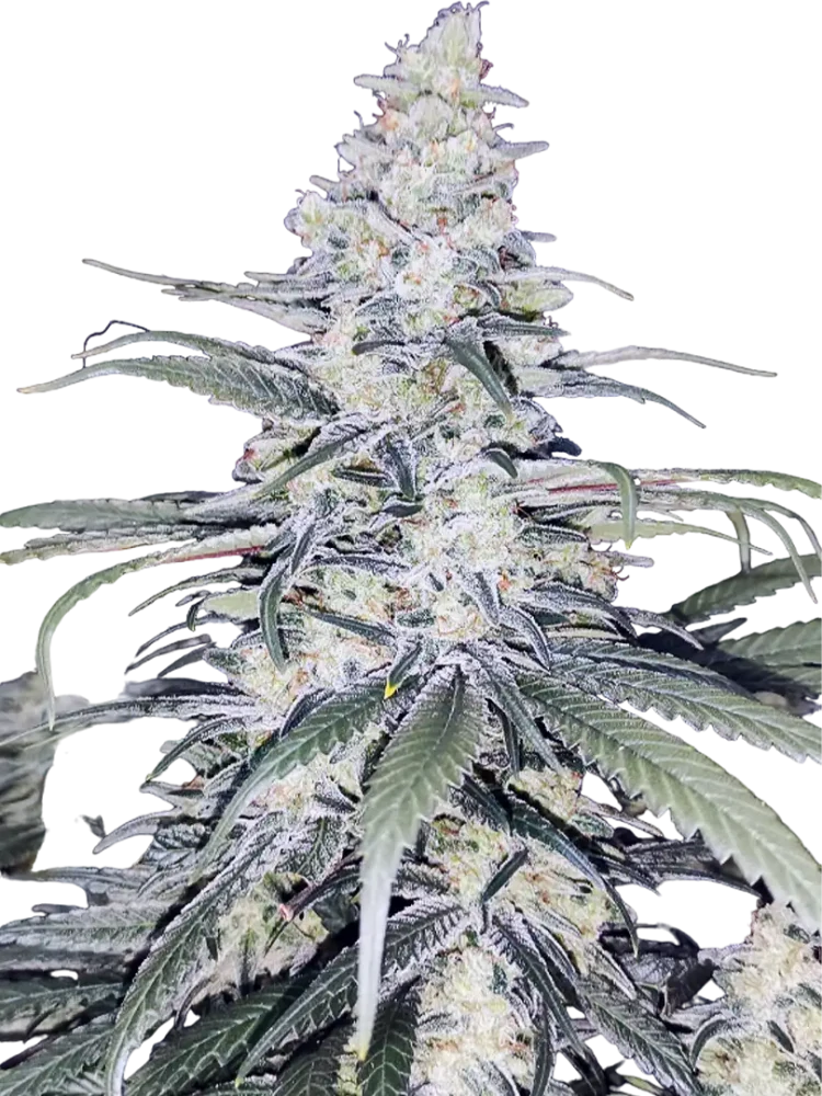 POLARIS - semínka - FEMINIZOVANÝ - 3ks