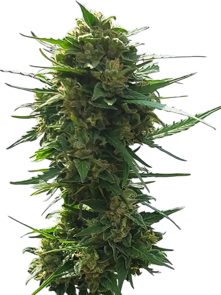 AUTOMATON - semínka - SAMOKVETOUCÍ - 3ks