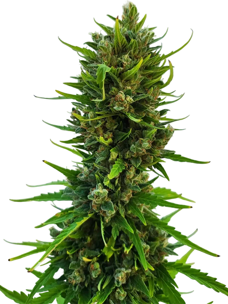 BULDOZER - semínka - SAMOKVETOUCÍ - 3ks