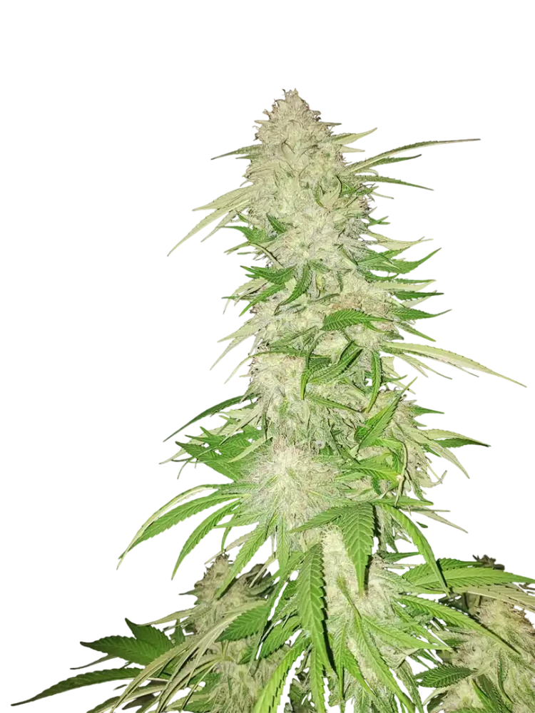 HAIRY FAIRY - semínka - FEMINIZOVANÝ - 3ks