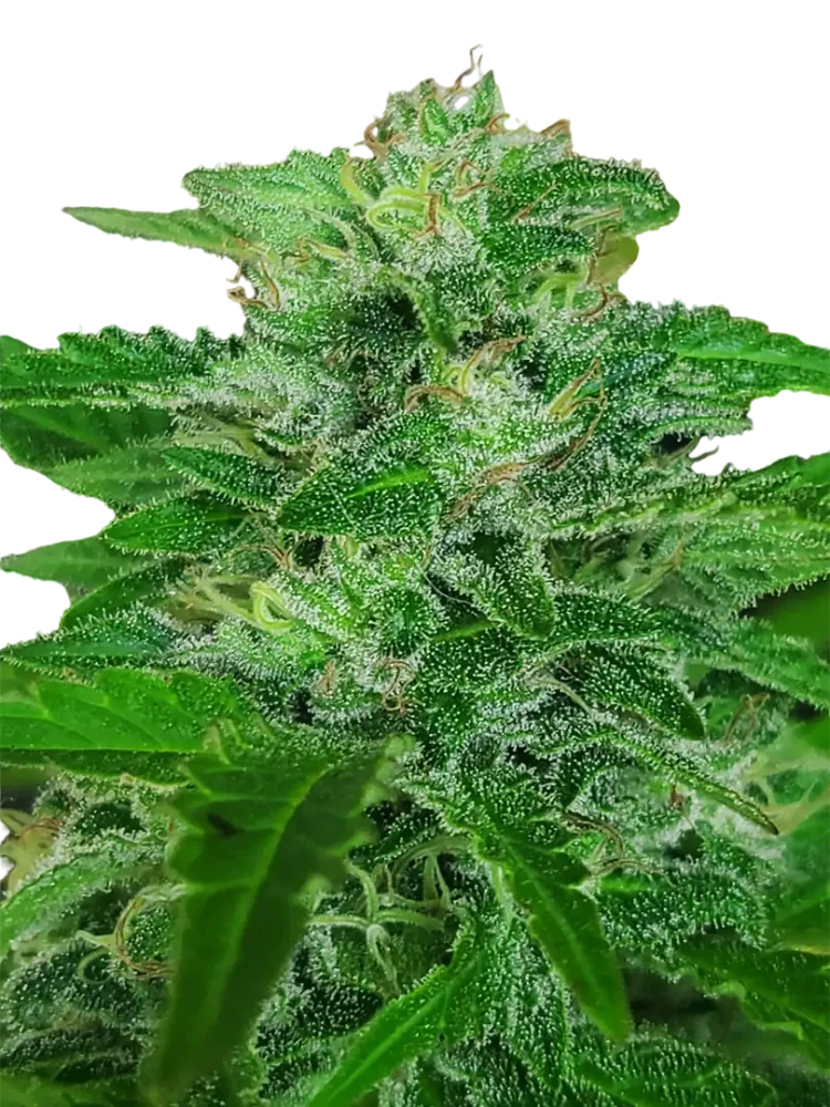 HOBO SURFER - semínka - FEMINIZOVANÝ - 3ks