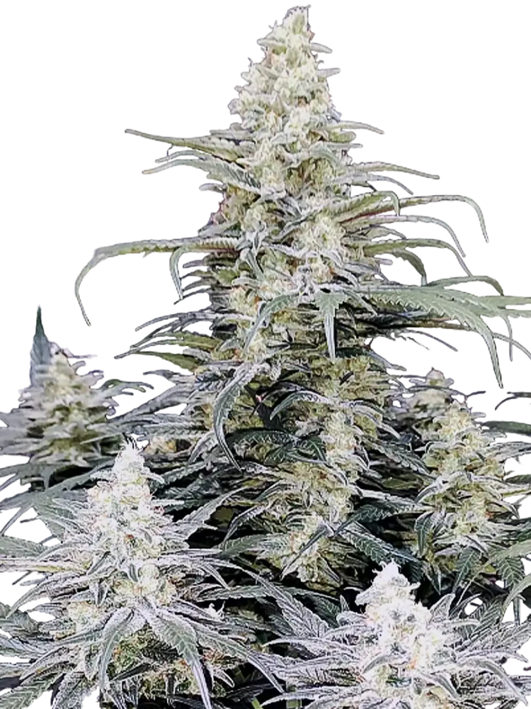 POLARIS - semínka - FEMINIZOVANÝ - 3ks