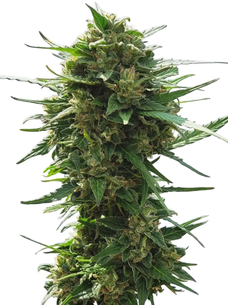 AUTOMATON - semínka - SAMOKVETOUCÍ - 3ks