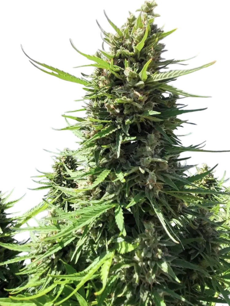 BANSHEE - semínka - SAMOKVETOUCÍ - 3ks