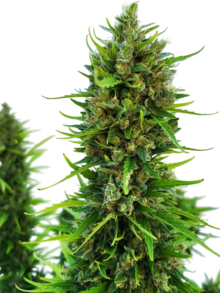 BULDOZER - semínka - SAMOKVETOUCÍ - 3ks