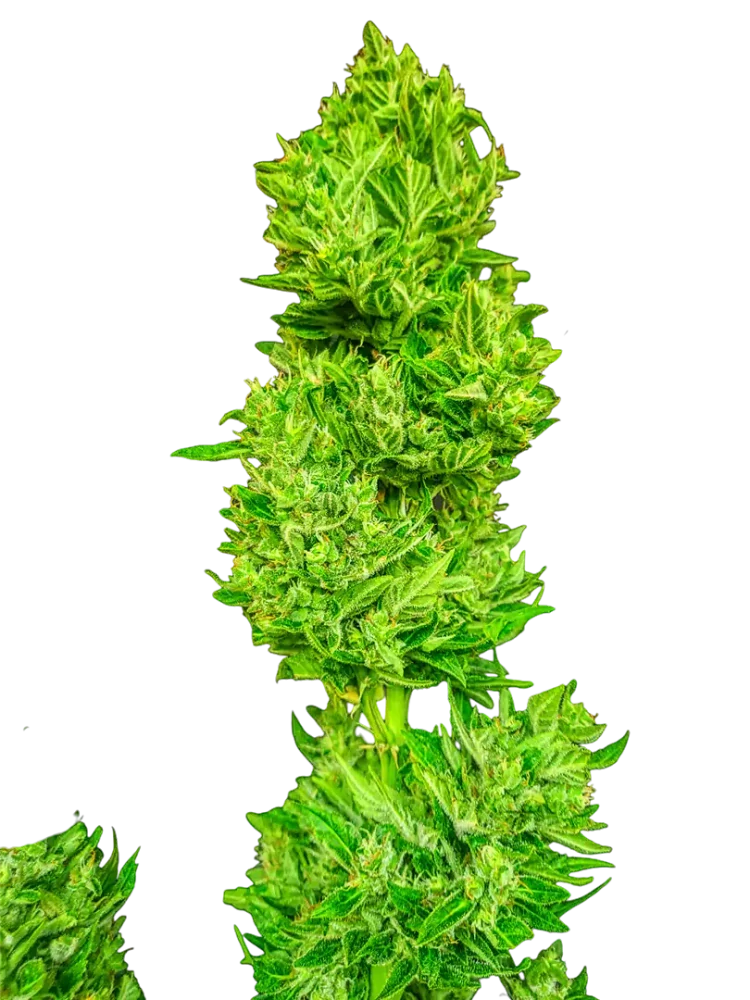 WEST COAST - semínka - FEMINIZOVANÝ CBD - 3ks