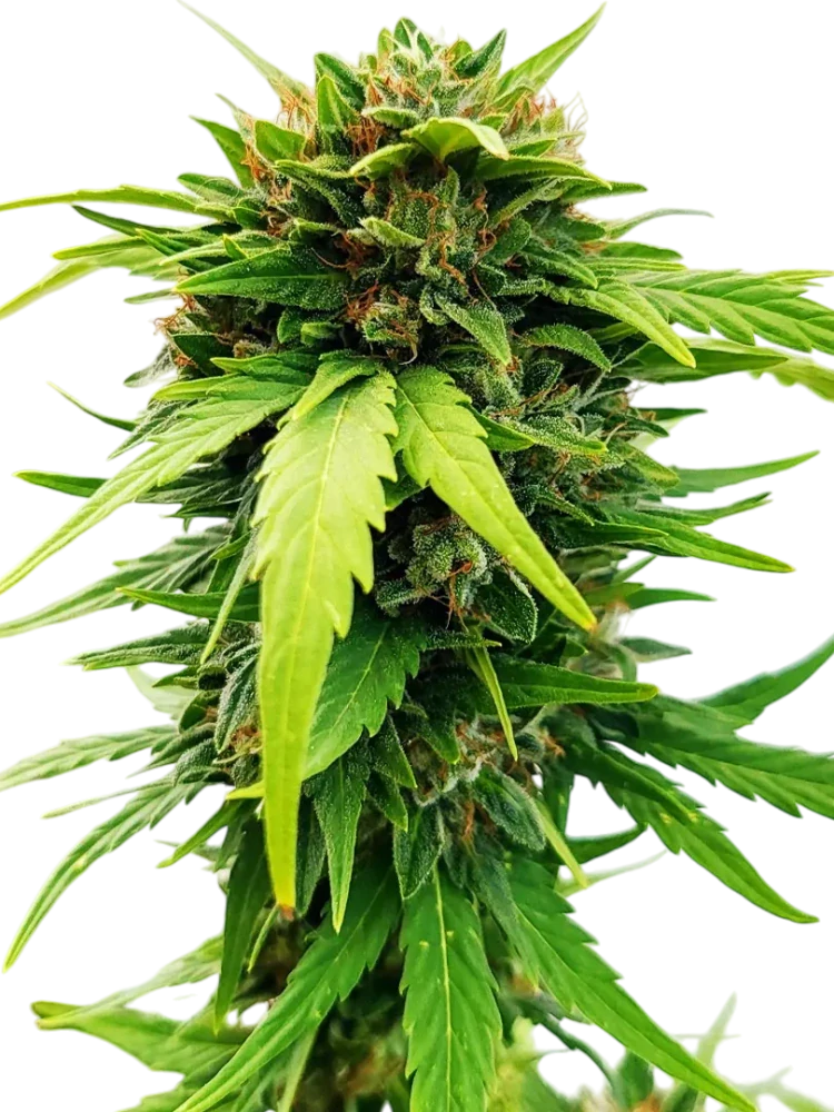 TOKAMAK - semínka - SAMOKVETOUCÍ - 3ks