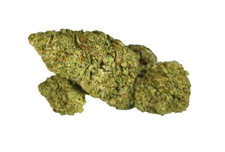 GHOST - (INDOOR) - Technické konopí - CANNABIS SATIVA L. INDUSTRIAL HEMP -  k dalšímu zpracování