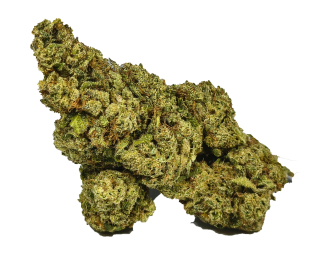 PLUTONIUM - (INDOOR) - Technické konopí - CANNABIS SATIVA L. INDUSTRIAL HEMP - k dalšímu zpracování - ČESKÁ PRODUKCE Z VYSOČINY - balení 20g