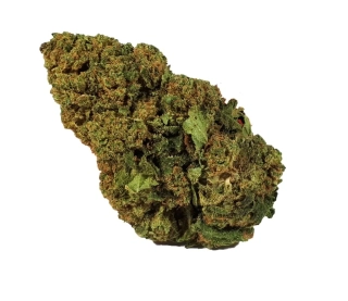 WHITE WIDOW - (GLASSHOUSE) - Technické konopí - CANNABIS SATIVA L. INDUSTRIAL HEMP -  k dalšímu zpracování 