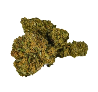 JACK HERER - (GLASSHOUSE) - Technické konopí - CANNABIS SATIVA L. INDUSTRIAL HEMP - k dalšímu zpracování - balení 5g